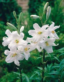 Madonnalilja 1st – Lilium candidum
