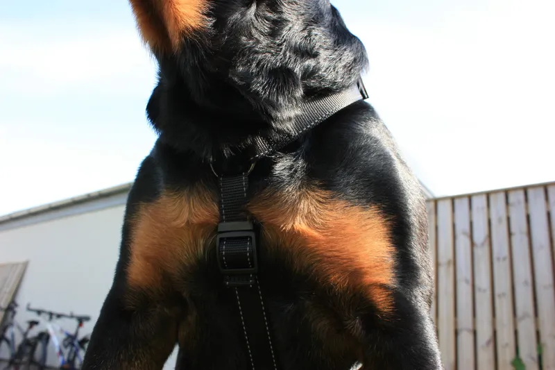 Dogman H-sele Iris svart 10mm