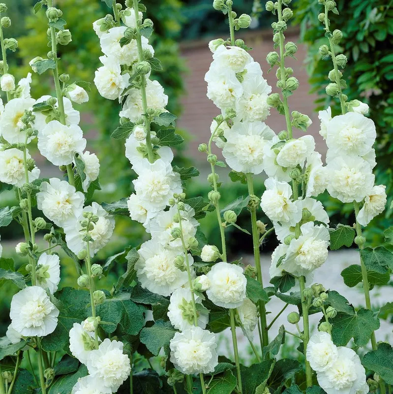 Stockros Vit 1st - Alcea rosea