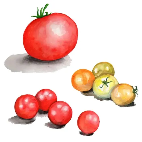 Tomat Microdwarf Mix – Solanum lycopersicum Microdwarf Mix
