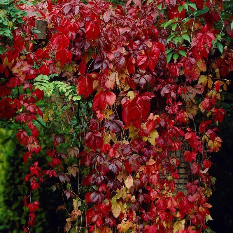 Klättervildvin – Parthenocissus quinquefolia (Storlek: C2)