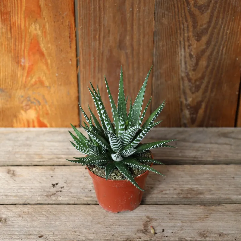 Haworthia fasciata Big Band – 6cm (Krukstorlek: 5,5cm)