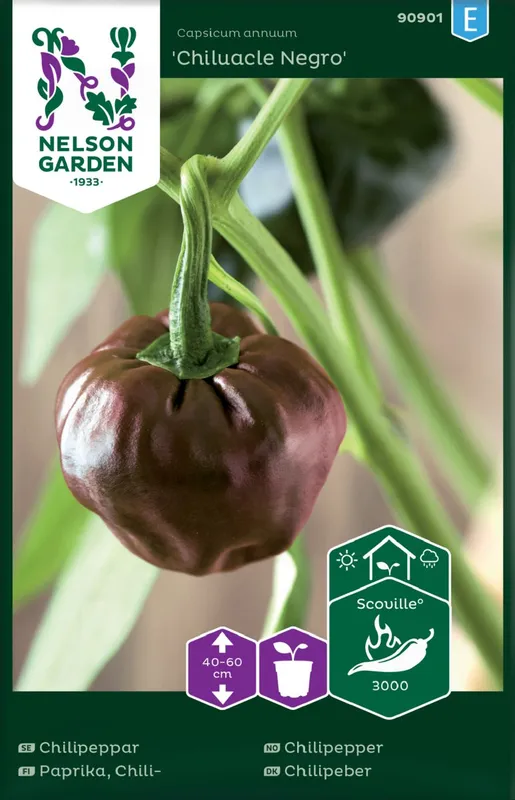 Chilipeppar Chiluacle Negro - Capsicum annuum Chiluacle Negro