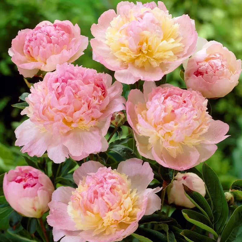 Luktpion, (höstleverans) - Paeonia lactiflora Raspberry Sundae