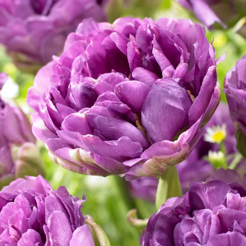 Dubbel Sen Tulpan 5st - Tulipa gesneriana Blue Wow