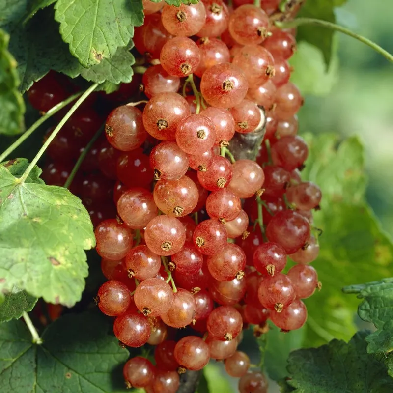 Rosa Vinbär - Ribes rubrum Gloire De Sablons (Storlek: C1,7)