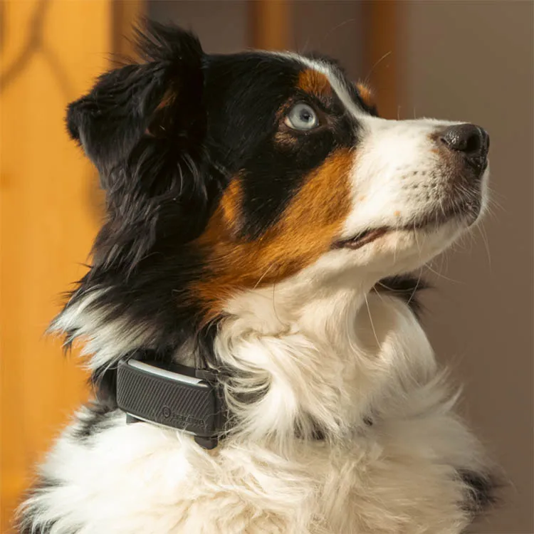 Tractive GPS 6 till hund med aktivitetsspårning – Svart