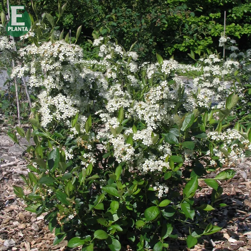 Liten Svartaronia - Aronia melanocarpa ’Hugin’ E (Storlek: Häck C1)