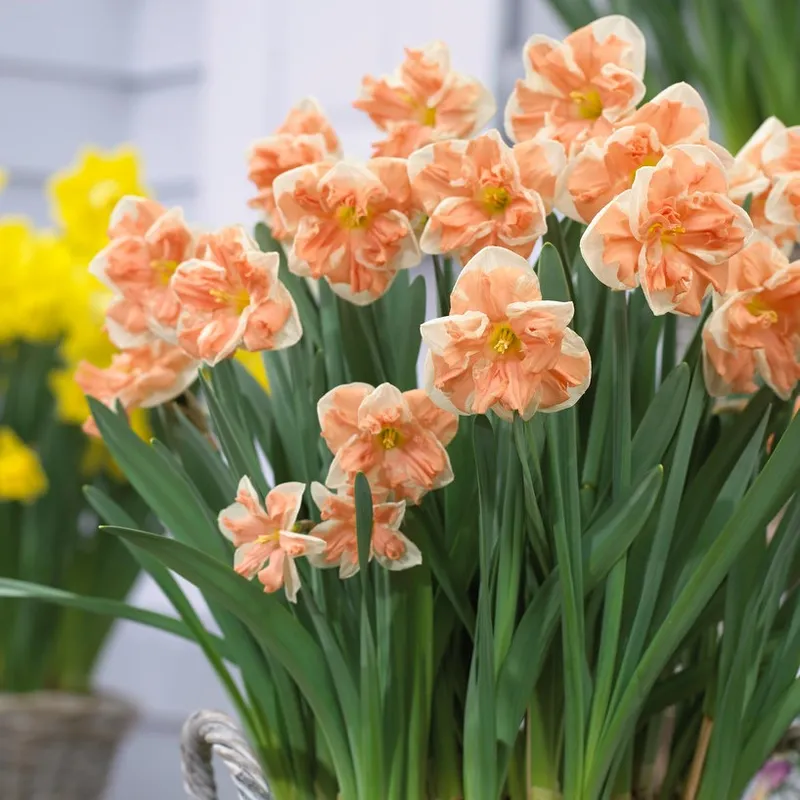 Stjärnnarciss 5st - Narcissus Apricot Whirl