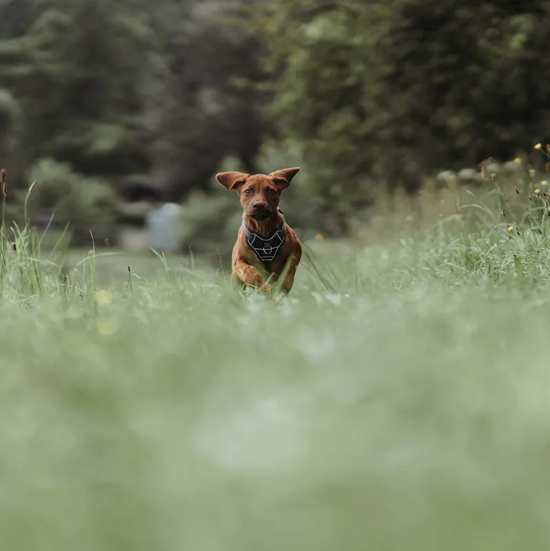 Divo Hundsele Blå S-M