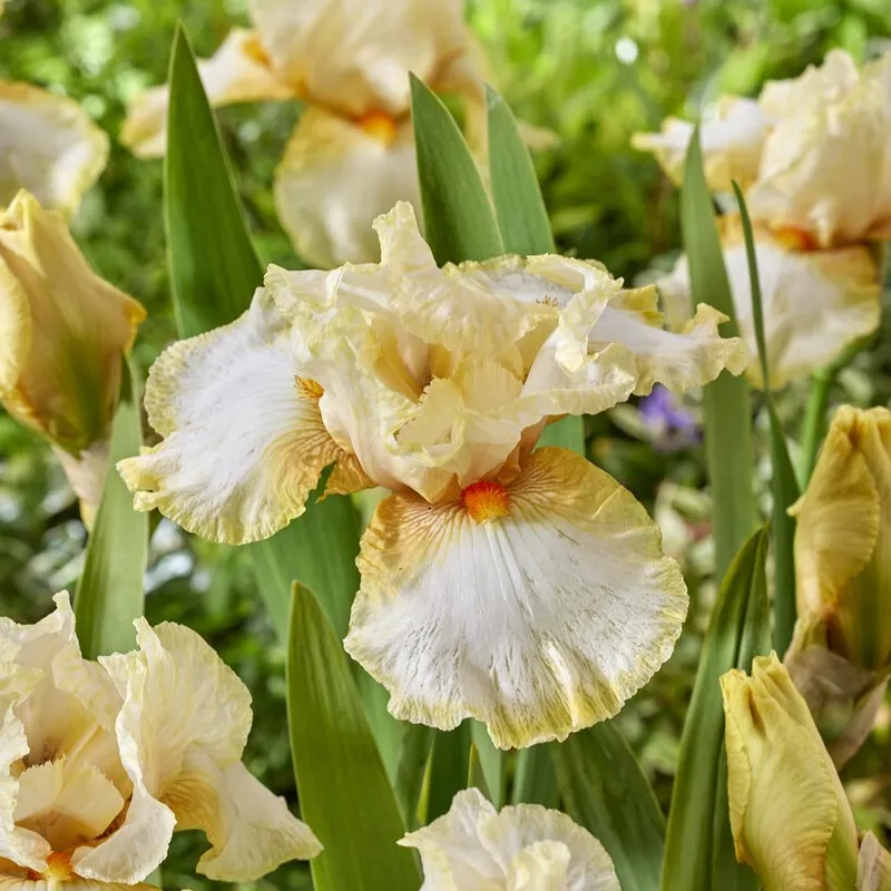 Iris Trädgård Burmese Dawn 1st – Iris germanica