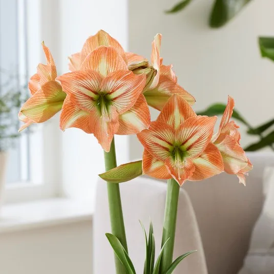 Amaryllis - Hippeastrum Naomi