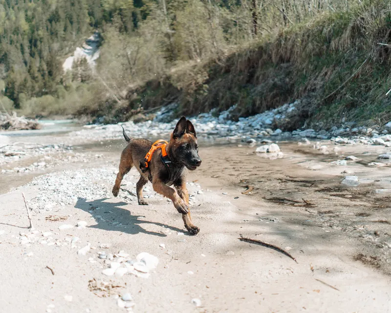 Ramble Hundsele Lila XL