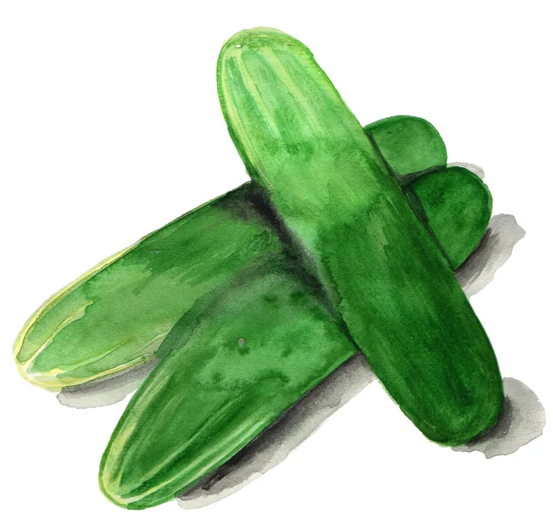 Frilandsgurka Tanja - Cucumis sativus Tanja
