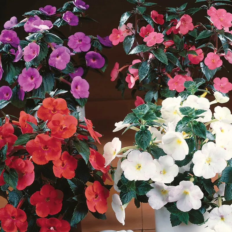 Femöring Achimenes Mix 10st - Achimenes