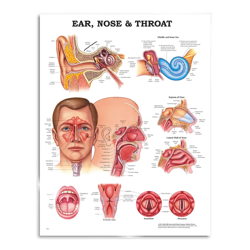Öra näsa hals, poster plansch 51×66 cm