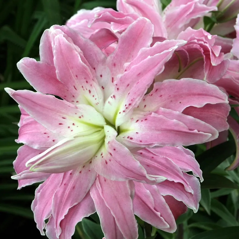 Orientalisk Lilja Lotus Elegance 3st – Lilium spp. Lotus Elegance