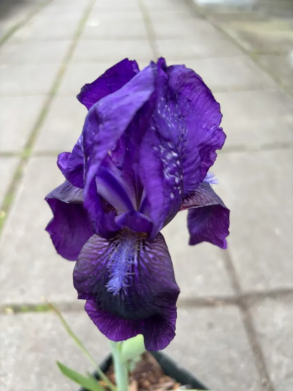 Trädgårdsiris – Iris germanica Black Knight (Krukstorlek: 0,5-1L)