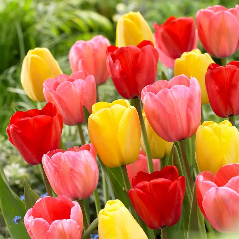 Darwintulpan Mix 10st – Tulipa darwin