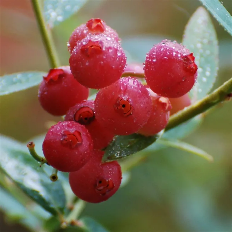 Amerikanskt Blåbär – Vaccinium corymbosum Pink Lemonade (Pink Sapphire) (Storlek: busk C3)