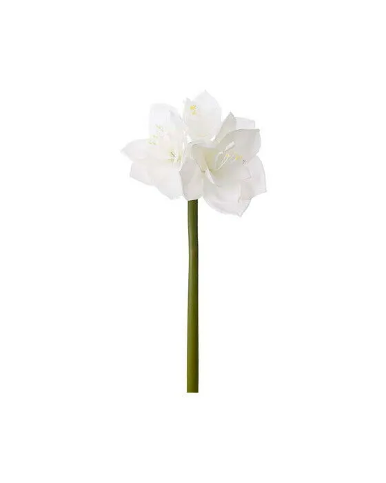 Amaryllis snittblomma vit (#0060)