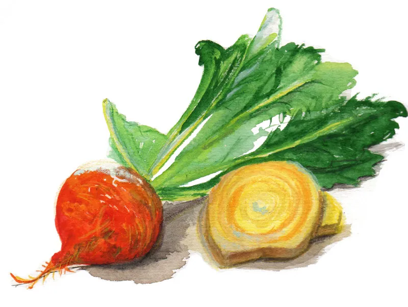 Rödbeta Detroit Golden – Beta vulgaris Detroit Golden