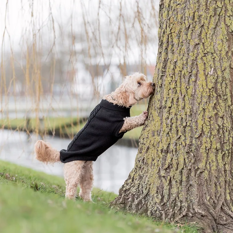 Trixie Kenton Hundtröja Svart