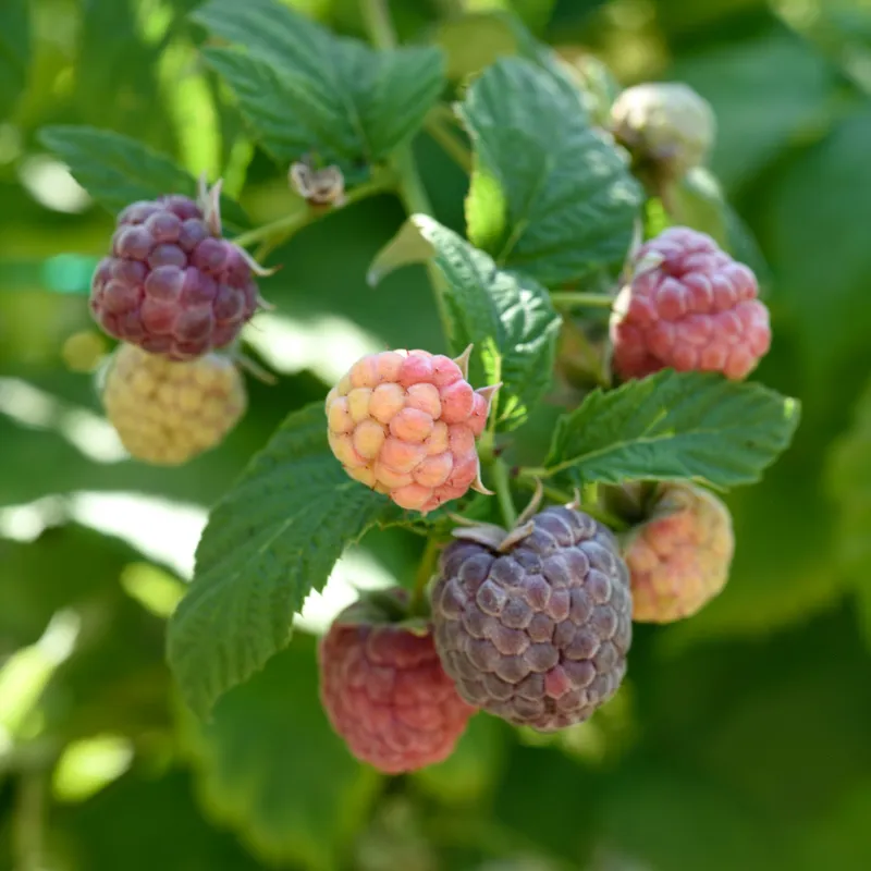 Hallon - Rubus idaeus Glen Coe (Storlek: C5)