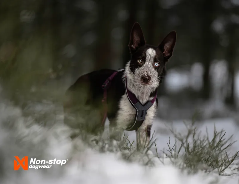 Line Harness 5.0 Hundsele Blå 4