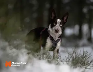 Line Harness 5.0 Hundsele Blå 4