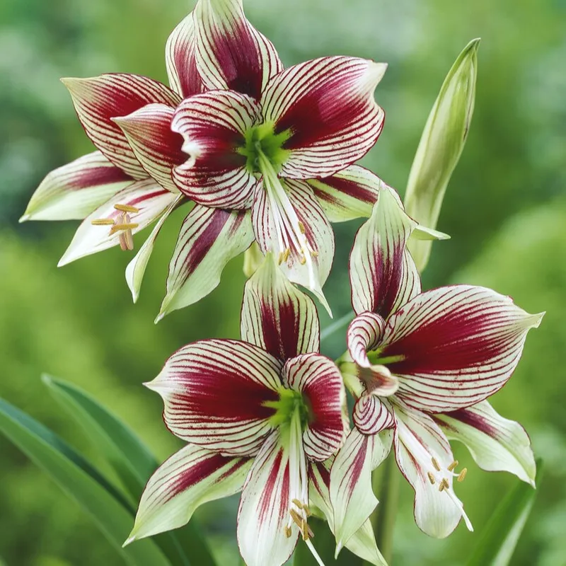 Fjärilamaryllis – Hippeastrum Papillio