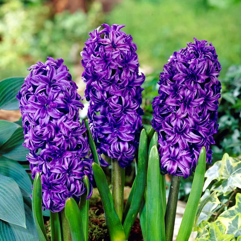 Trädgårdshyacint Dubbel 3st – Hyacinthus orientalis King Codro