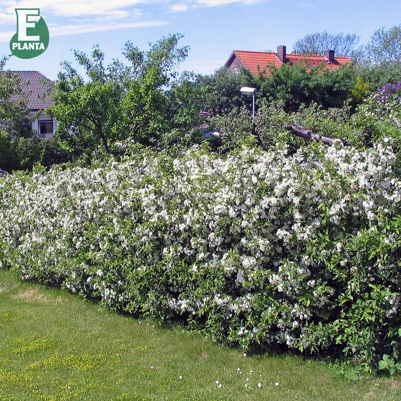 Bukettapel – Malus toringo var. sarg. fk Eskilstuna E (Storlek: Häck C1)