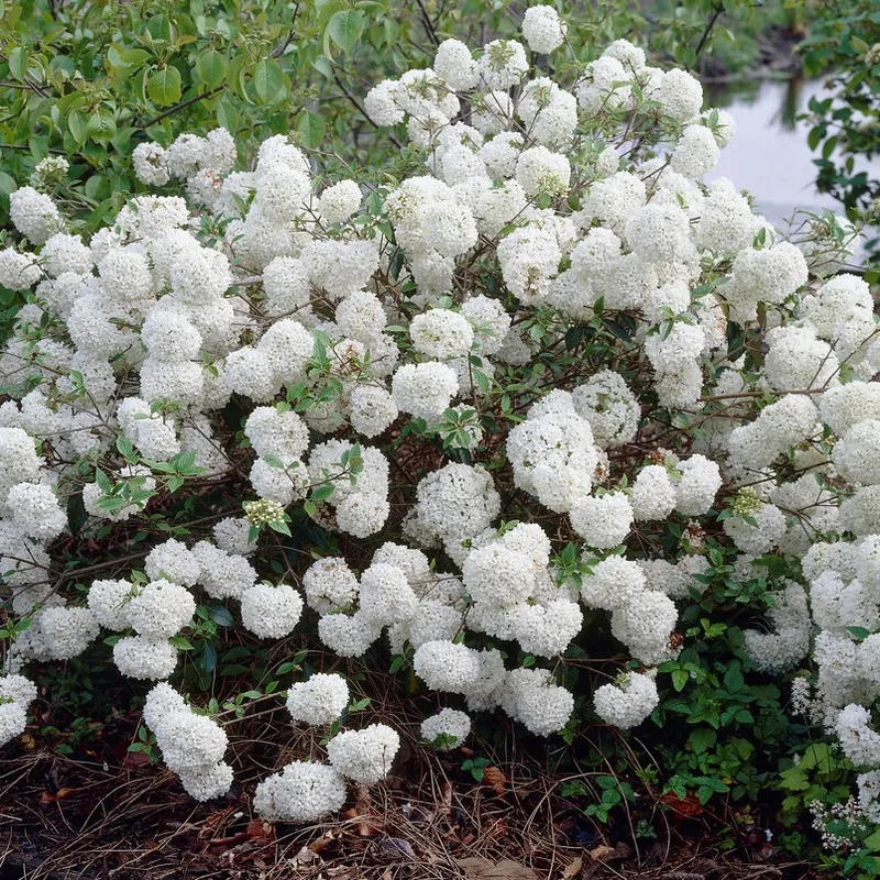Olvon – Viburnum Eskimo (Storlek: 30-40 C5)