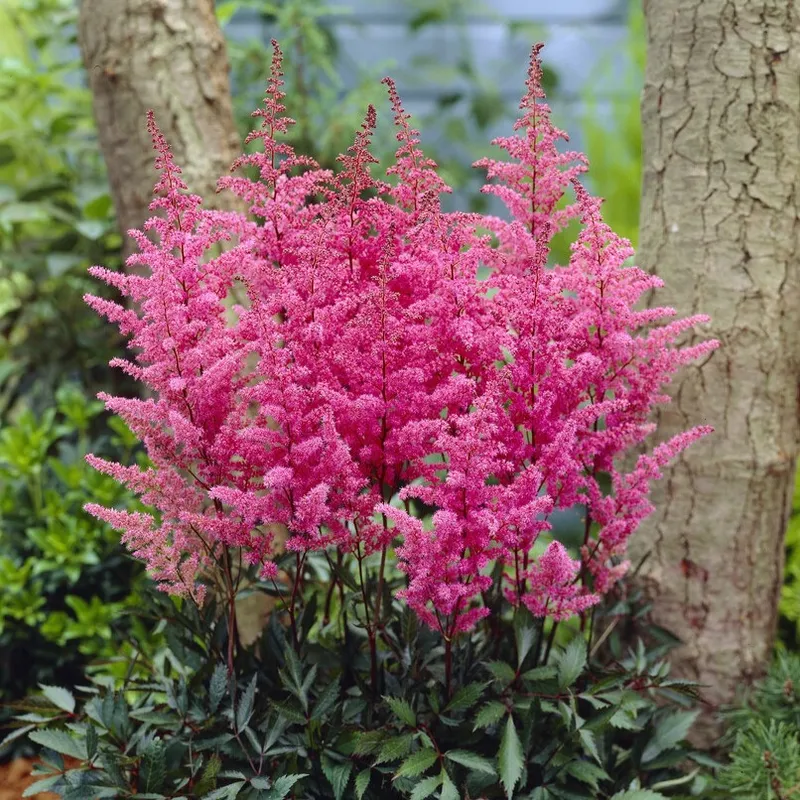 Astilbe Rosa 1st - Astillbe arendsii