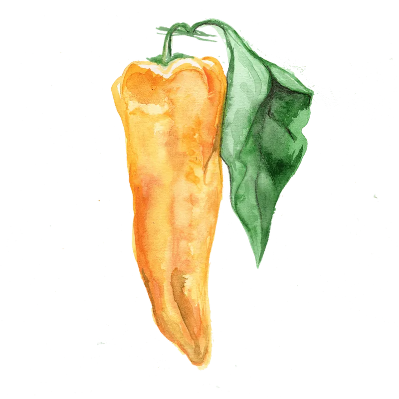 Spetspaprika Corno Giallo – Capsicum annuum Corno di Toro Giallo