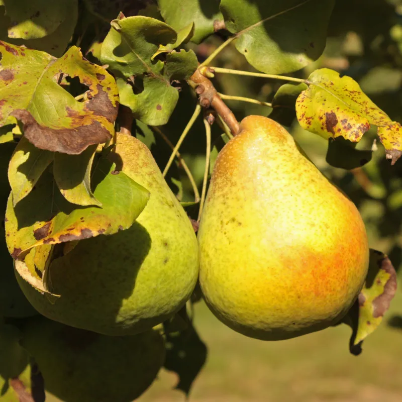 Päron Låg Stam - Pyrus communis Göteborgs Diamant E (Storlek: stam Pyrodwarf 2 års co)