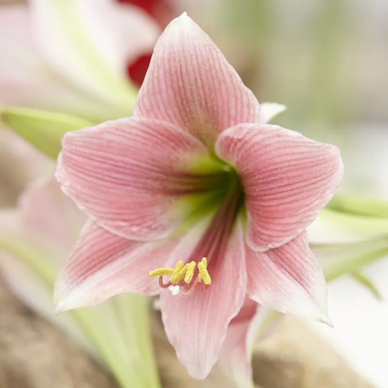 Trumpetamaryllis – Hippeastrum Misty
