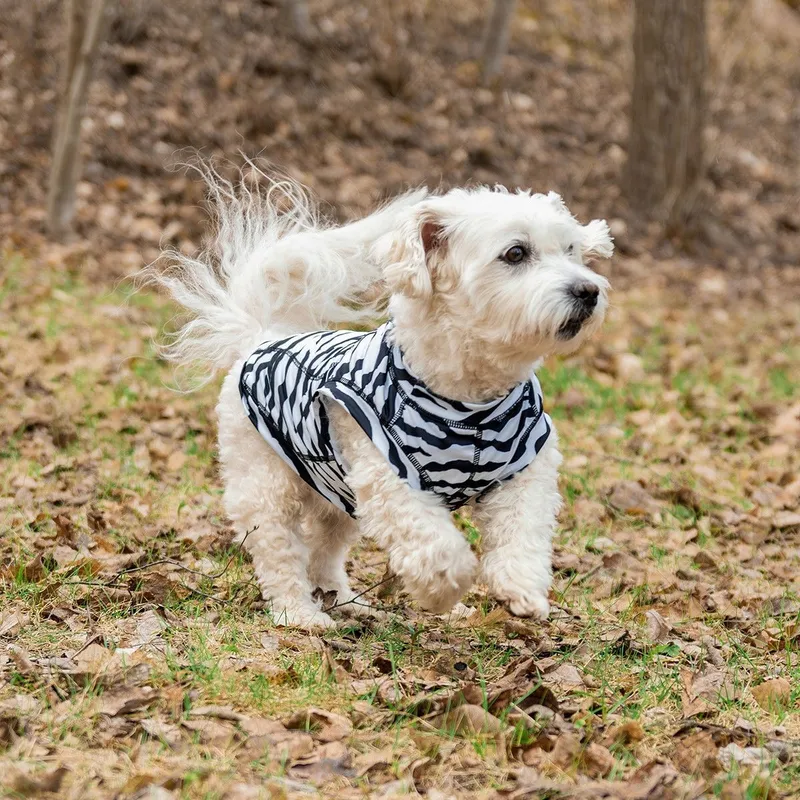 Zebra Shirt Insektsrepellerande Hundtröja – XS