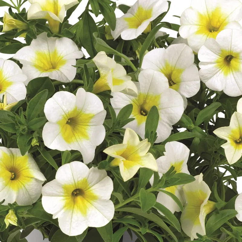 Småpetunia, Million Bells, Stickling 3-pack – Calibrachoa Cabaret ® Frosty Lemon
