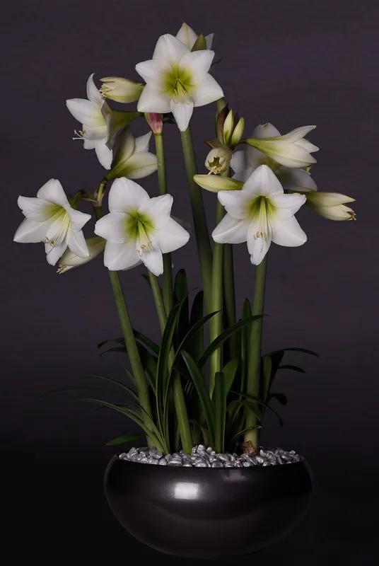 Amaryllis - Hippeastrum White Garden ®