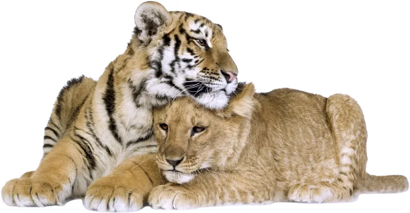 Väggdekal – Tiger och Lion