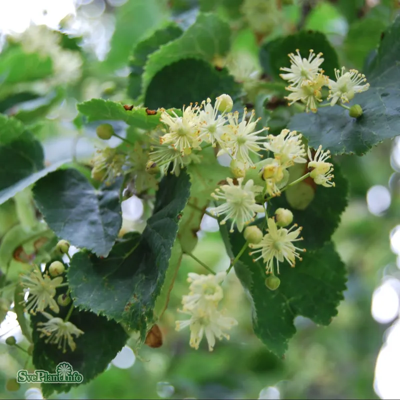 Lind 10-pack – Tilia cordata (Storlek: 50-80 barrot)