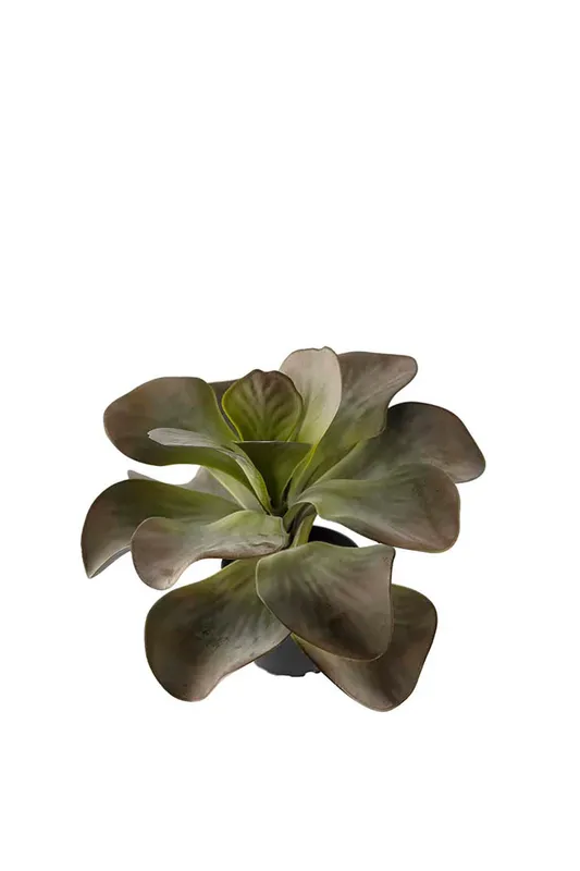 Konstväxt Kalanchoe 25 cm