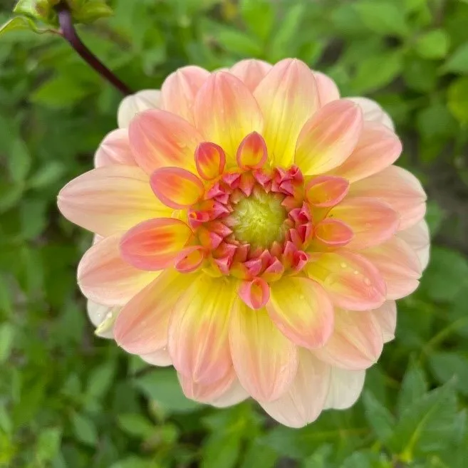Dahlia Dekorativ Morning Glory 1st - Dahlia x pinnata Morning Glory