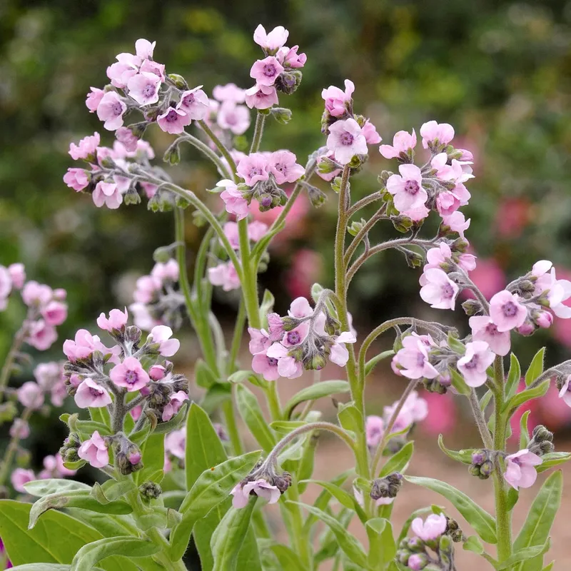 Förgätmigej Kinesisk Mystery Rose - Cynoglossum amabile Mystery Rose
