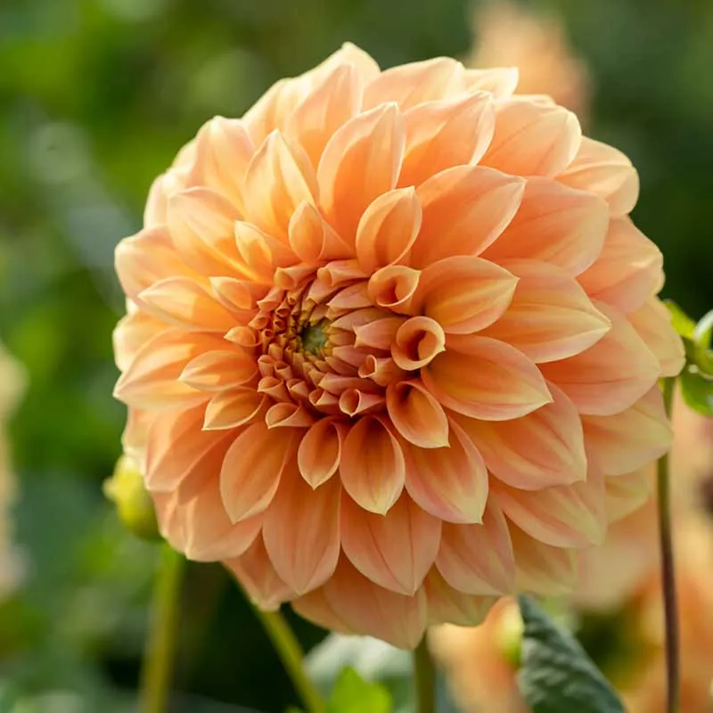 Dahlia Dekorativ Garden Jubilee 1st - Dahlia x pinnata Garden Jubilee
