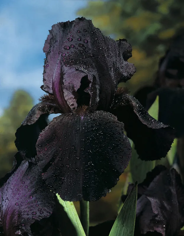 Iris Trädgård Black 1st - Iris germanica