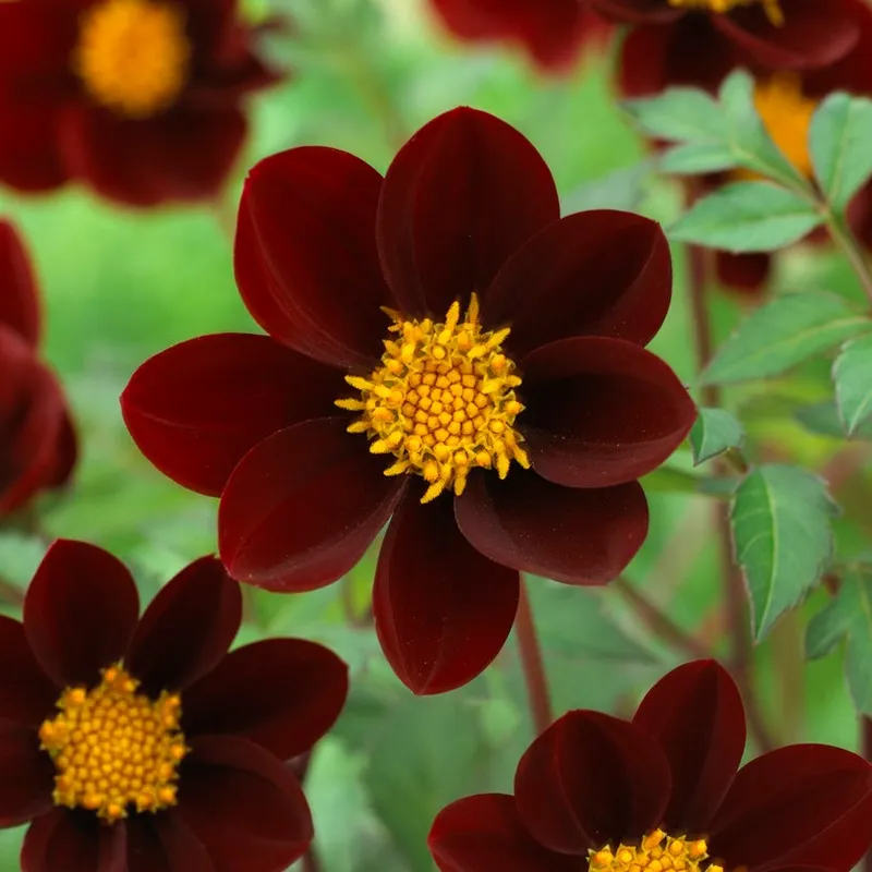 Dahlia Enkel Mexican Star 1st – Dahlia x pinnata Mexican Star