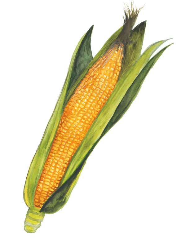 Majs, Socker-, Golden Bantam – Zea mays var. rugosa Golden Bantam